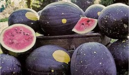 51网红黑料 吃瓜大世界最新版下载,吃瓜大世界最新版下载，一网打尽热门事件